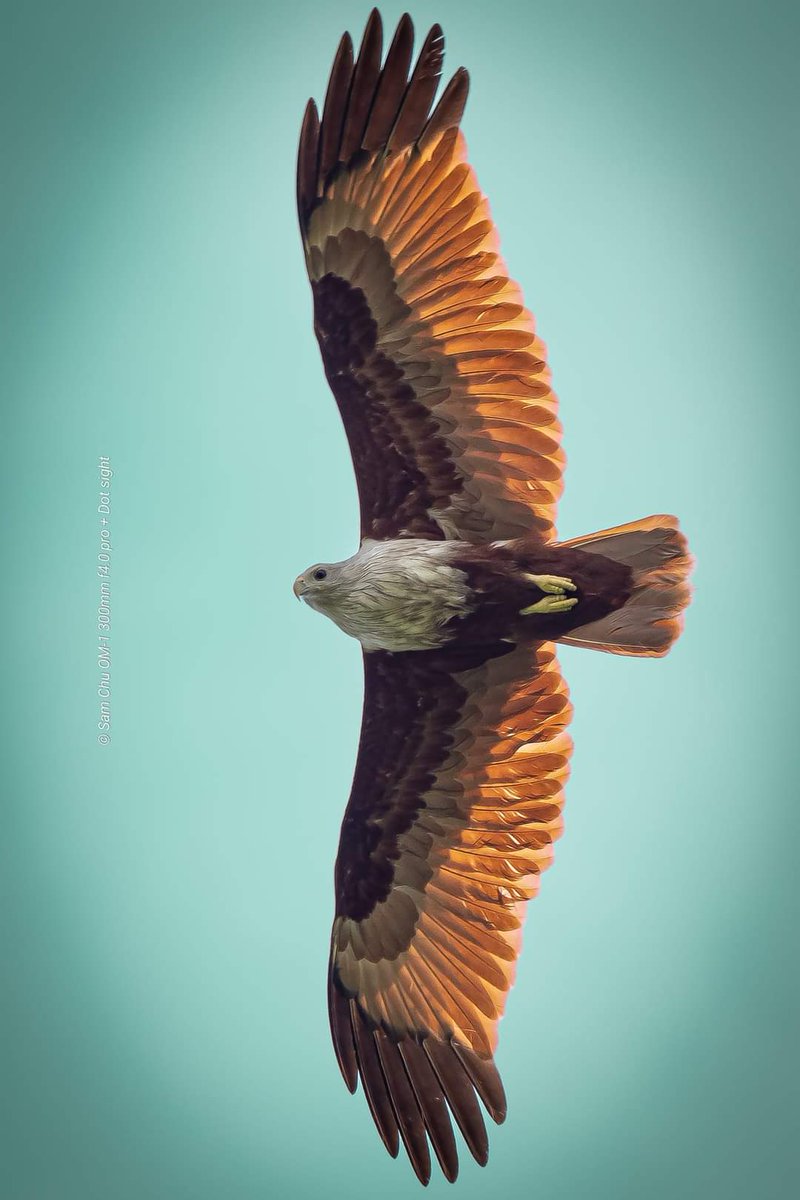 Brahminy Kite.