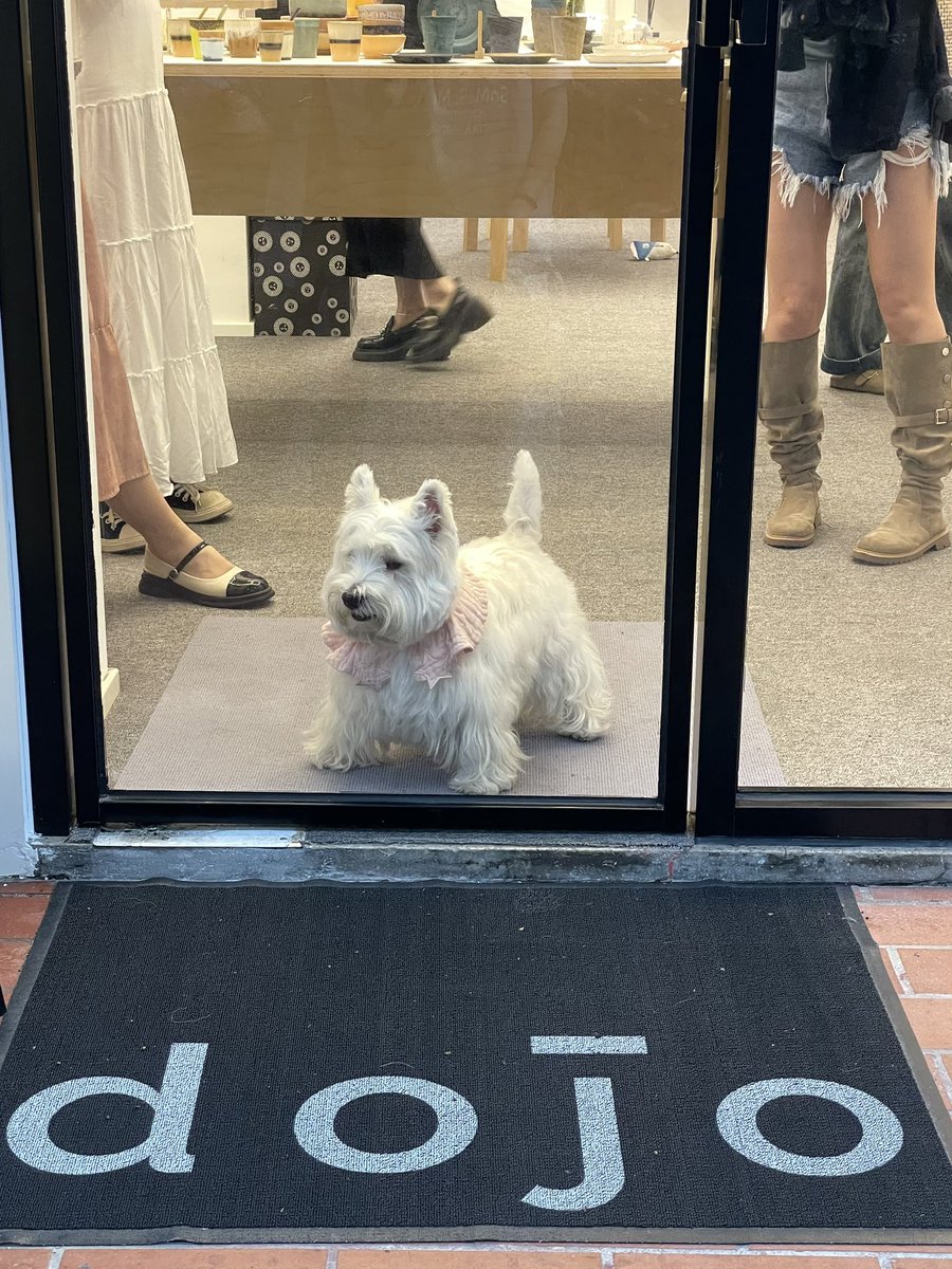acutelexi's tweet photo. 开心周六🐶🎁✌🏻 https://t.co/T2y5ymglnC