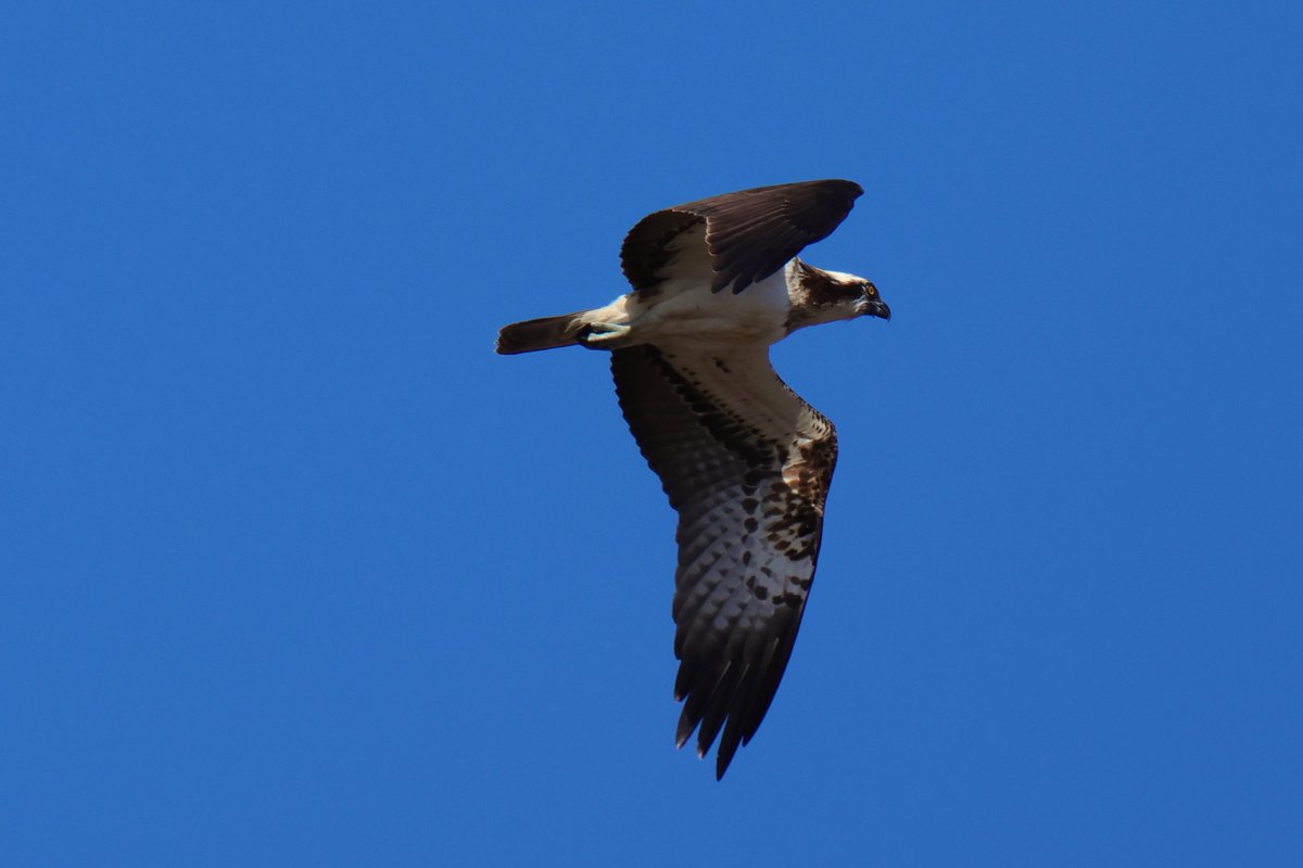 Osprey off Ardmore this afternoon @Clydebirding #photography #canon #canonuk #scotland #wildlife #nature #birds