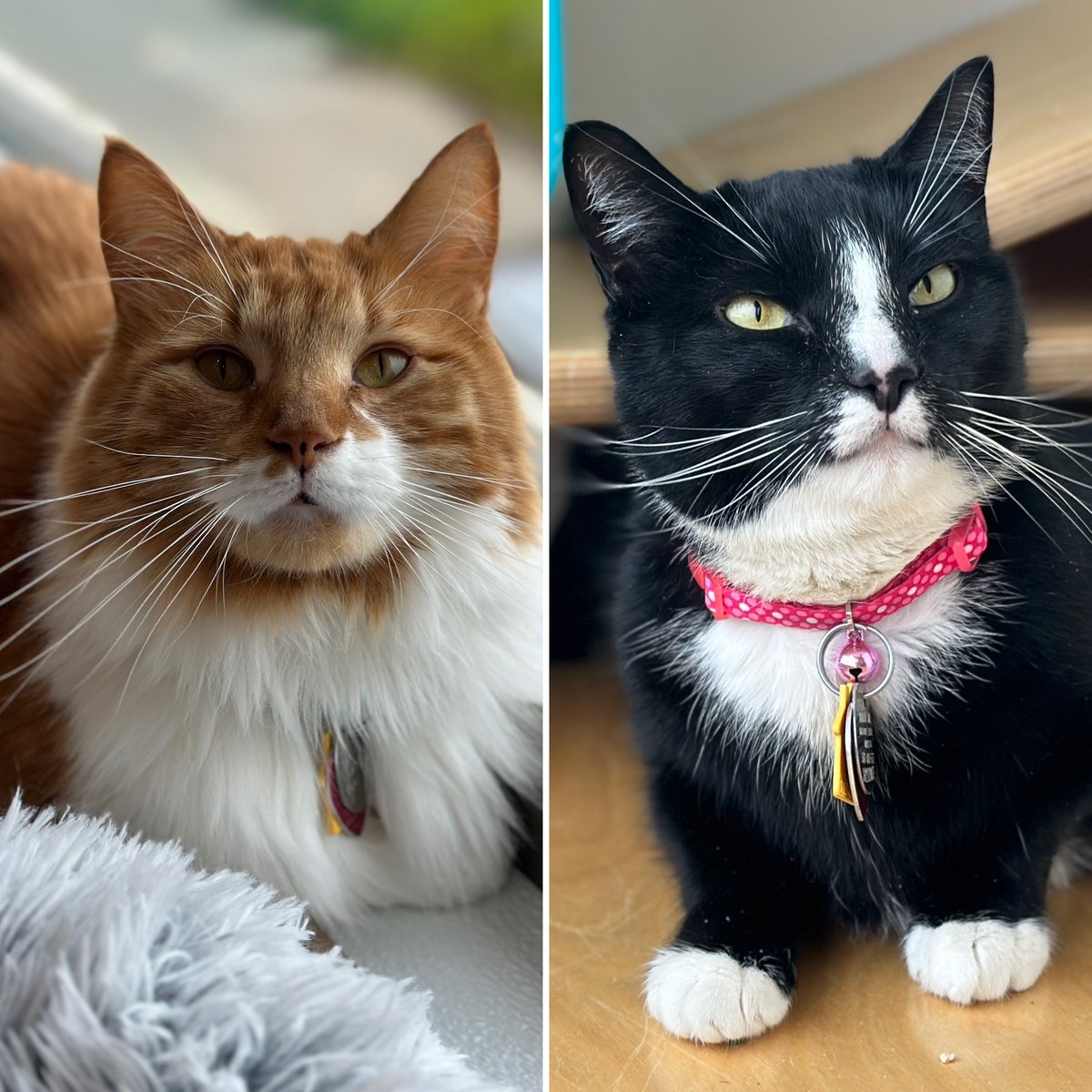 Three-year-olds Pasha (#H210291) and Peynir (#H210291) were placed into our care after they suddenly lost their home. This bashful bonded pair have a whole new world to explore together, and our team is here to support them. #GetYourRescueOn #Adopt #BiancasFurryFriends