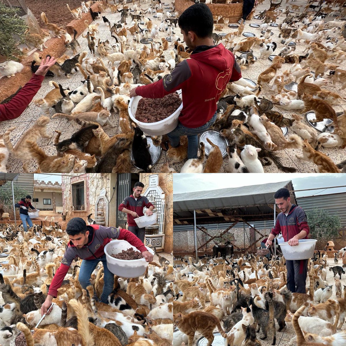 Busy day at Ernestos Dry food’s order arrived today Help us to close the campaigns and to pay its justgiving.com/crowdfunding/l… ernestosanctuary.org/product/dry-fo… myevent.com/Syriancatschri…