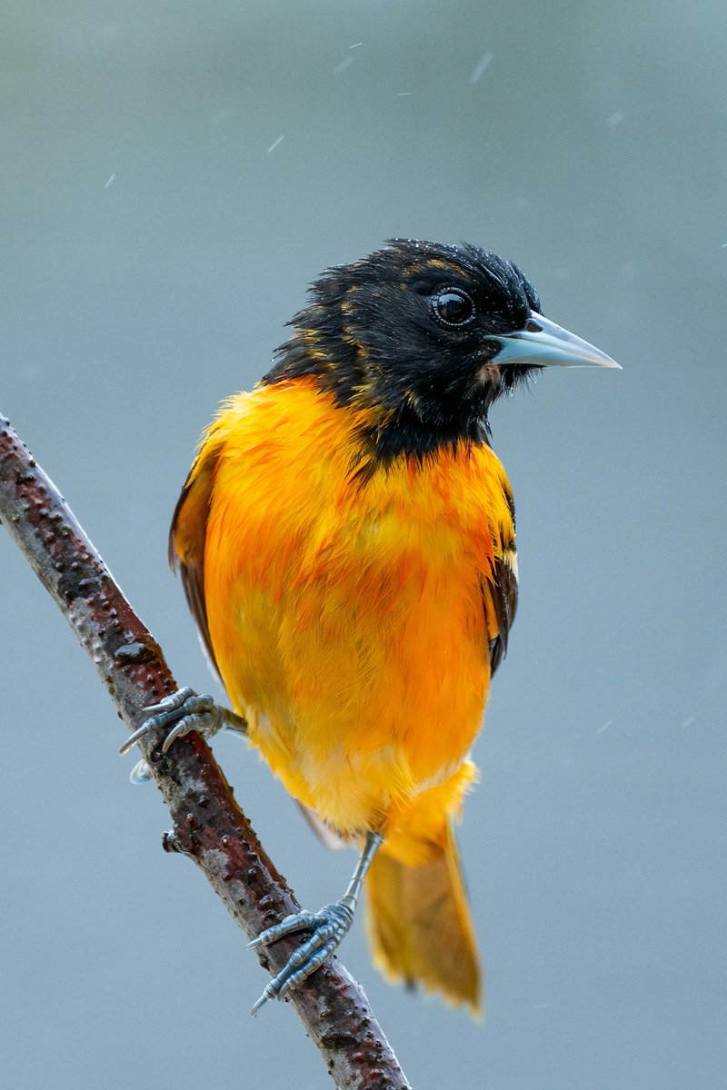 Look at this stunning Baltimore Oriole perched on a branch! Its bright orange and black feathers are a real sight to see. #photograghy #birds