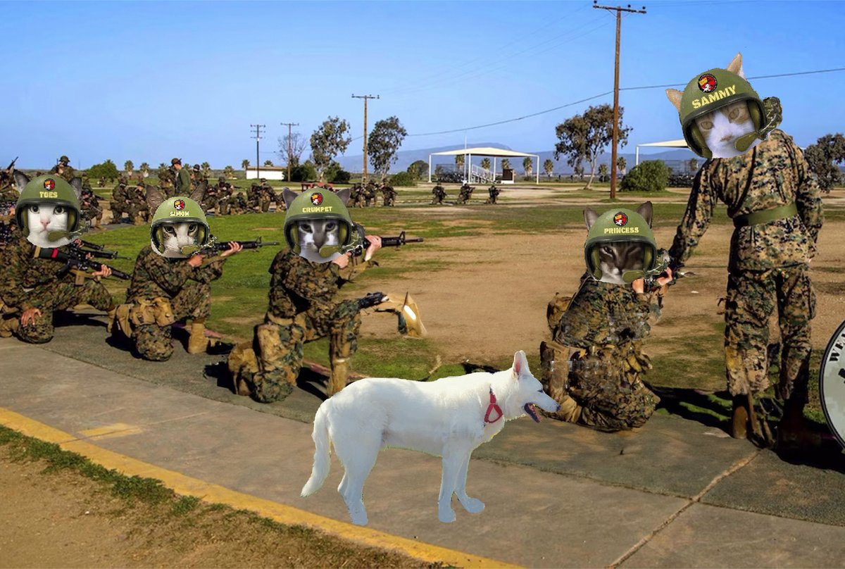 #zzst @catsrule0 @MauSupercat @JennyNicholas4 @GeneralBazz @gensbazzbiddy @AviwhiteGSD Oh dis is good, newbies having field activities training exercies. Go kitties find your targets and shoot. Avi is supervising, Sammy is training dem