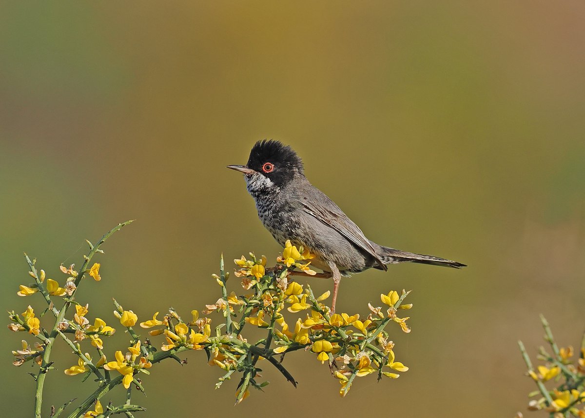 Gary Howard tweet media