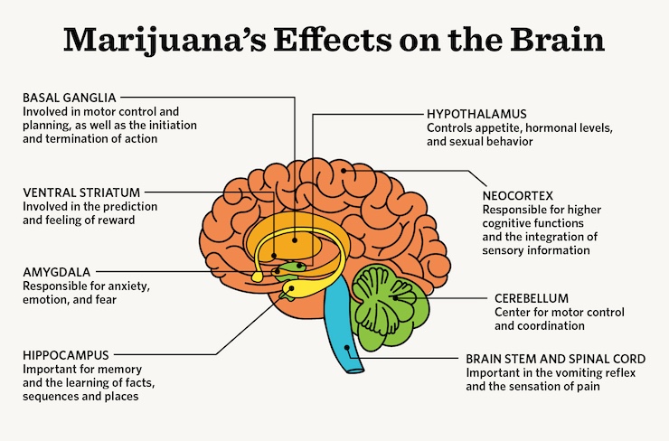 #Marijuana use has doubled in the last decade, research suggests. Psychologists are working to better understand how it impacts the brain, especially for adolescents and those who suffer from preexisting mental health conditions. Learn more: at.apa.org/6ml