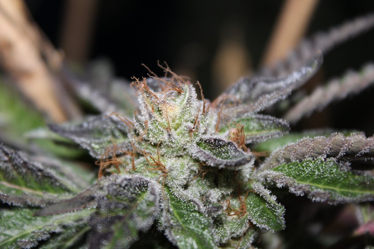 gm #DopeOrdinals Buds!

Hope you all had an amazing halving! 

Today is 4/20, which is a day of celebration for #Cannabis culture the world over.

On top of that it's Saturday and fees are high. Great time to touch grass, smoke grass, and reflect on the amazing community we have!