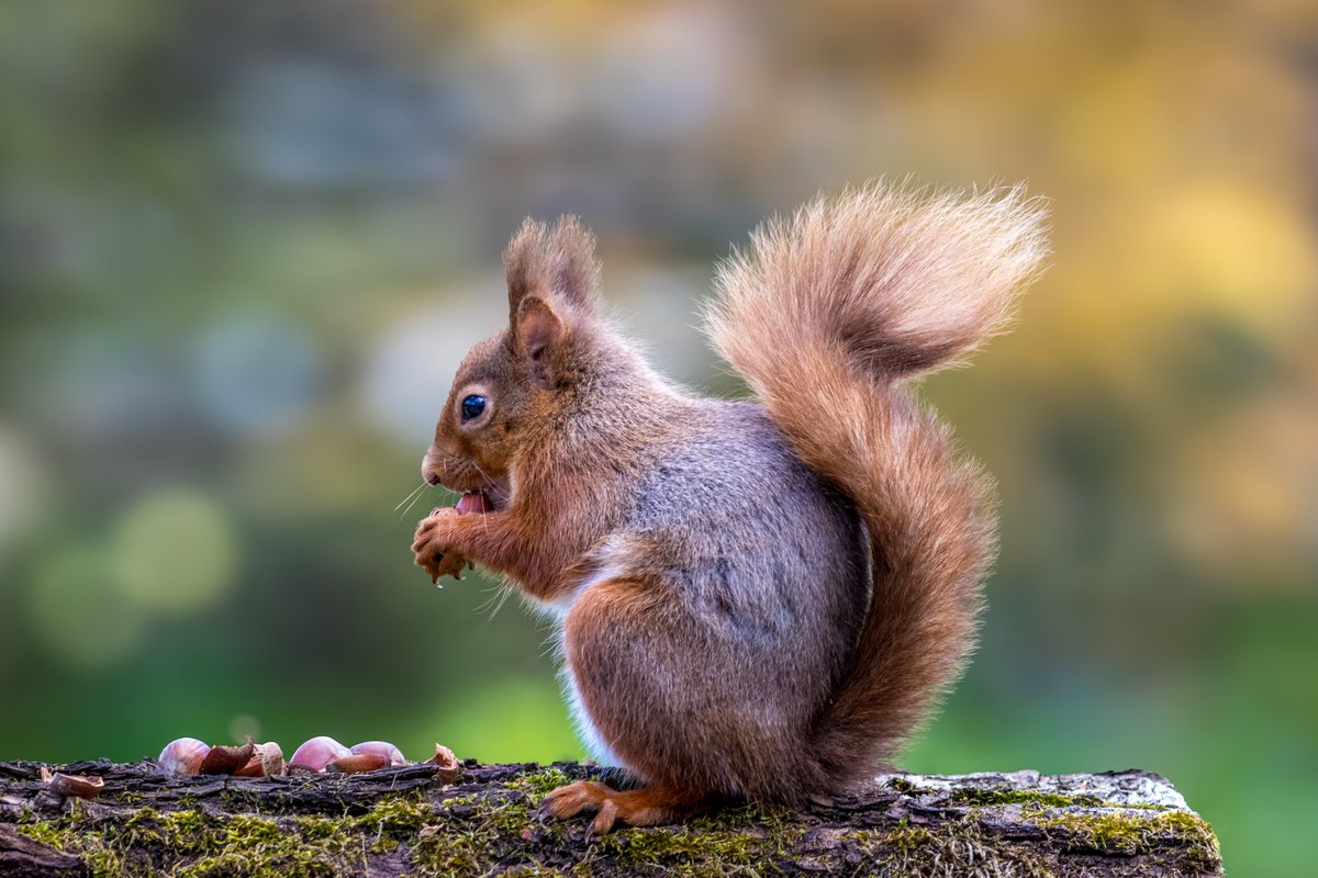 Red squirrel in the garden today