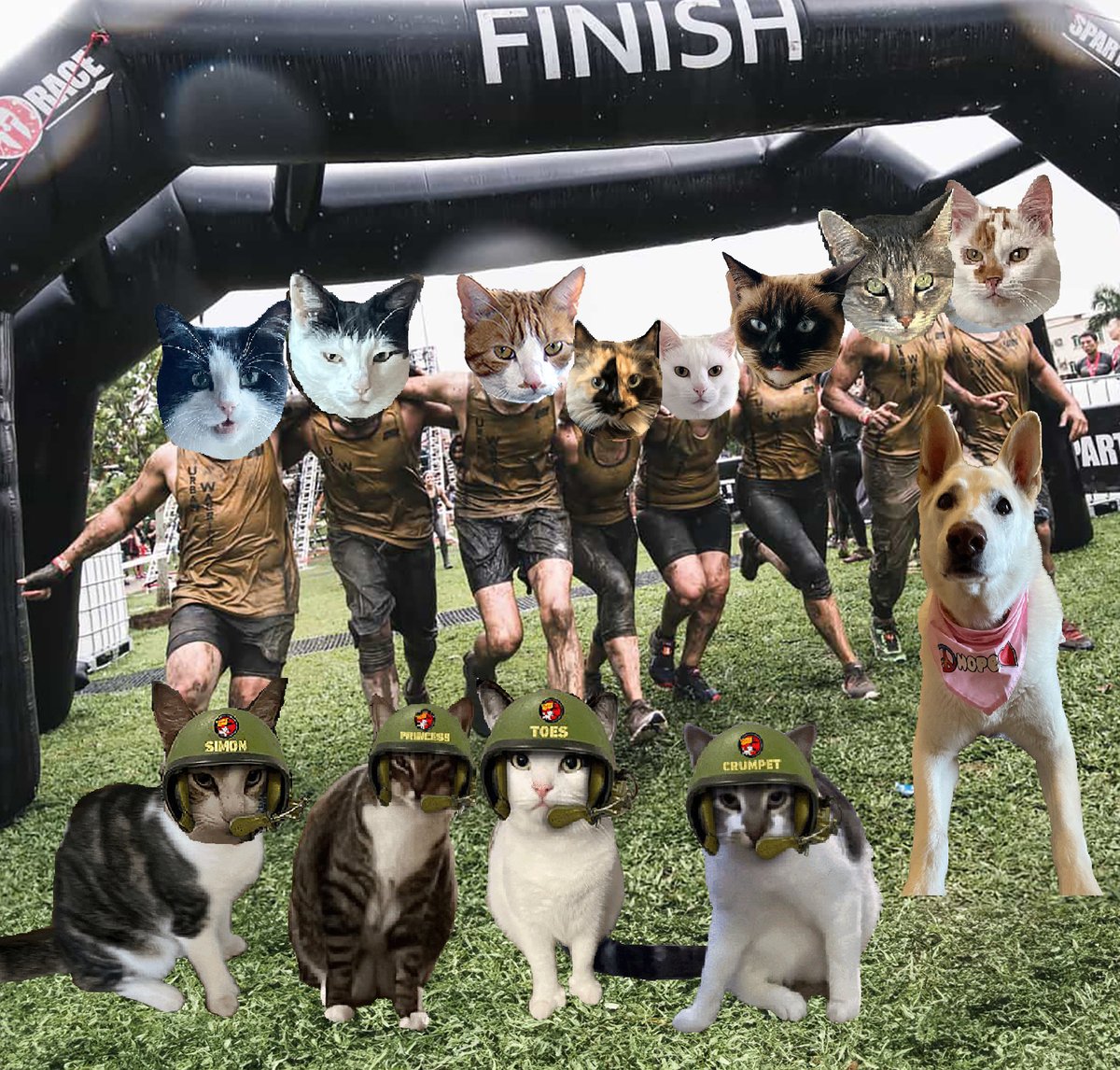 #zzst @catsrule0 @MauSupercat @JennyNicholas4 @GeneralBazz @gensbazzbiddy @AviwhiteGSD WOW. can you believe we all finished the course. We all dah winners. Avi is a great help and very able athlete. Thanks pals for job well done.