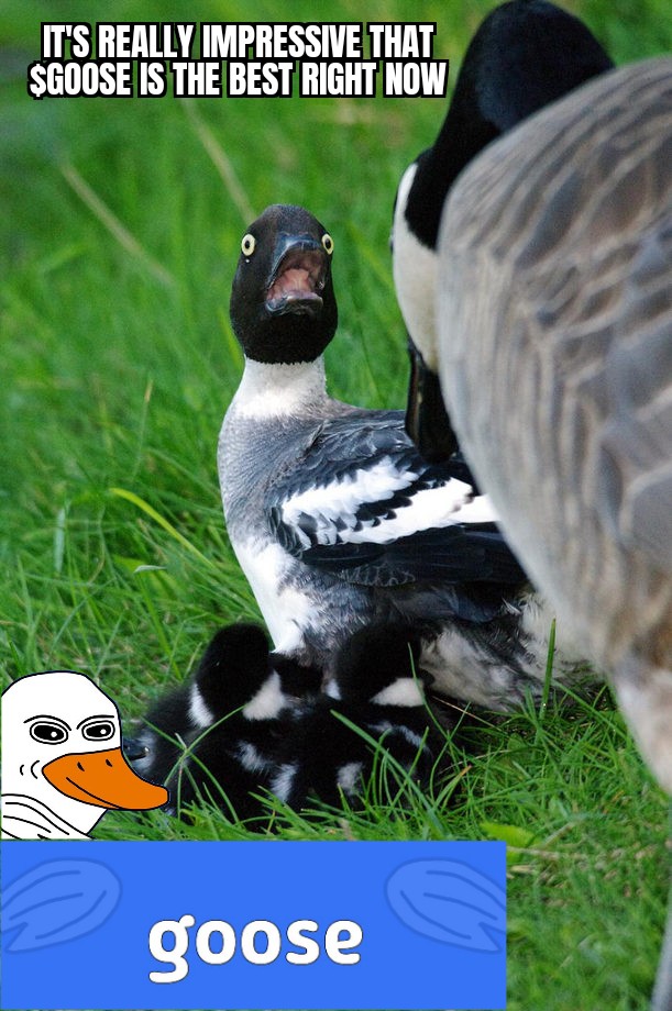 family_lesmana's tweet photo. #GOOSEMEME $GOOSE to the moon https://t.co/5S6w0bdiap