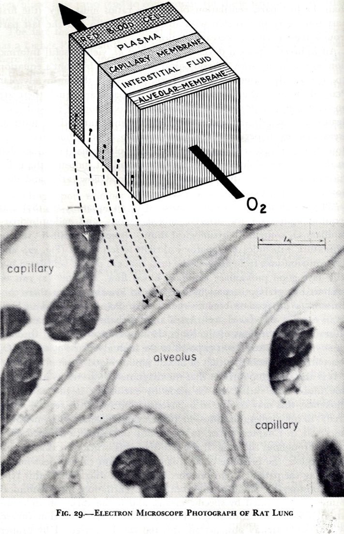 Comroe (1959) illustrates the several barriers that impede the diffusion of alveolar oxygen into the red blood cells. In his book 'The Lung' he mentions several diseases that prevent ambient oxygen from saturating hemoglobin in the pulmonary capillary bed.