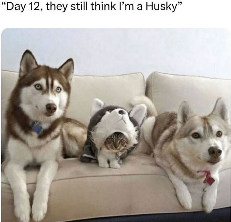 Just play it cool, no one will notice! 
#funnymemes #huskymemes #dogmemes