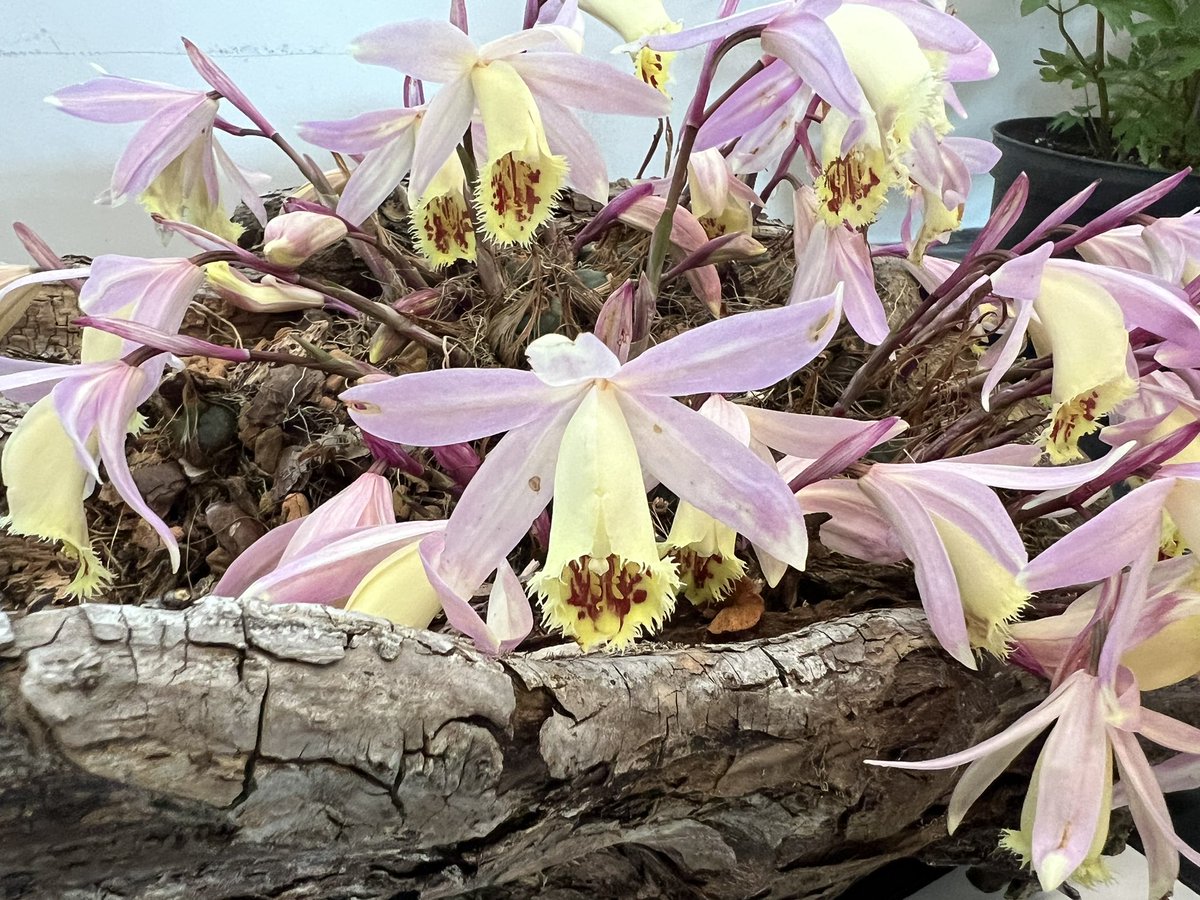 iplantsman's tweet photo. Great trip out to the @ScottishRockGC #Perth show. Some amazing #plants on show and great #scottish #nurseries too. That #Pleione in the log is absolutely glorious! Also loved this dainty #Cassiope ‘Edinburgh’ https://t.co/R4AFuOFsEF
