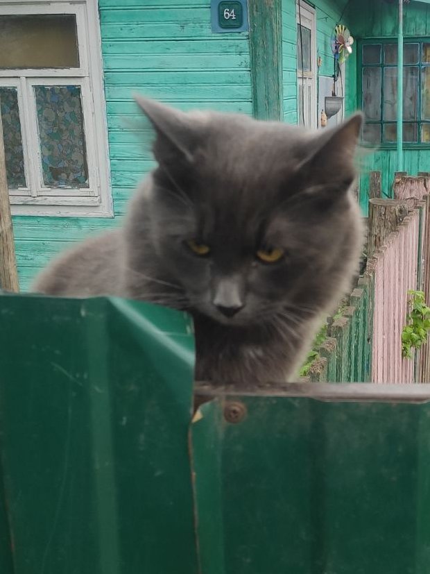 KotShurick's tweet photo. Ещё  двое серых "укорителей". Мне кажется-наши животные даже отсутствие еды перенесут легче, чем наше долгое отсутствие. Им очень важно быть рядом с нами и просто необходимо общение. Они все прекрасно знают свои имена и понимают слова и интонации, с которыми мы к ним обращаемся. https://t.co/wEqLMlEj5d