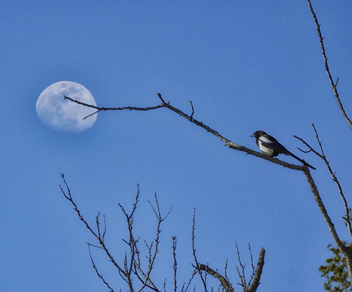 #meryquindous  selenita...
.
.
#buongiorno #urraca #smile #photo #nature  #naturaleza #ave #photography #foto #lunadeabril #instagram #lunacreciente 
#crescentmoon  #daisy #fotografia #gazza #love #photographie #magpie #beautyinnature #pega #goodmorning #buongiorno