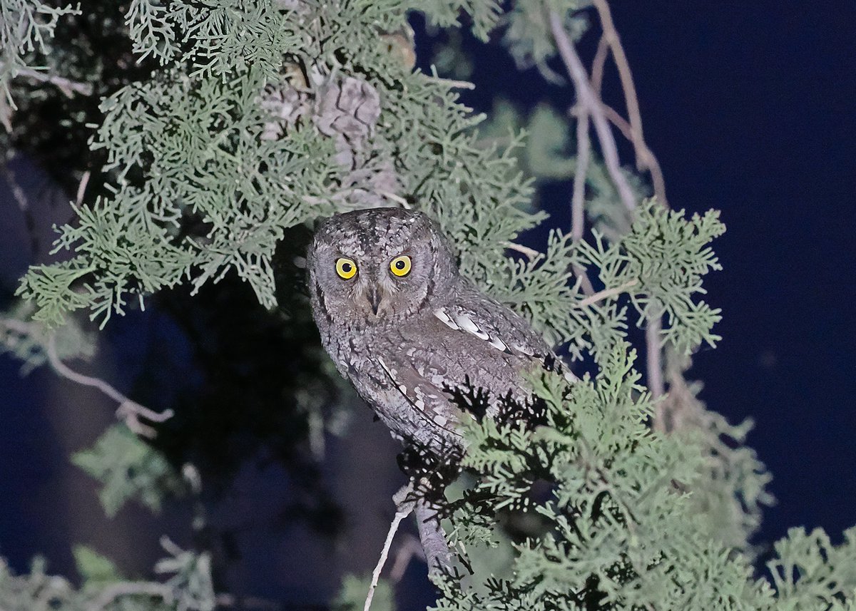 Gary Howard tweet media