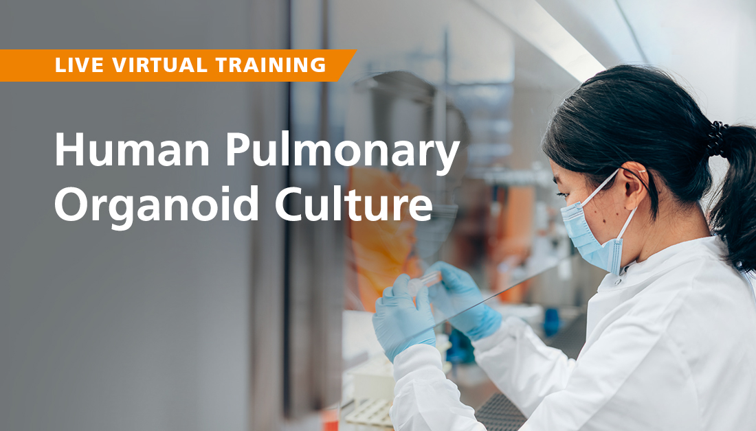 Are you looking to start incorporating pulmonary organoids into your research? 🔬 Increase your chances of success with @STEMCELLTech's in-house pulmonary #organoid experts in this live virtual training course. bit.ly/446Zg1B