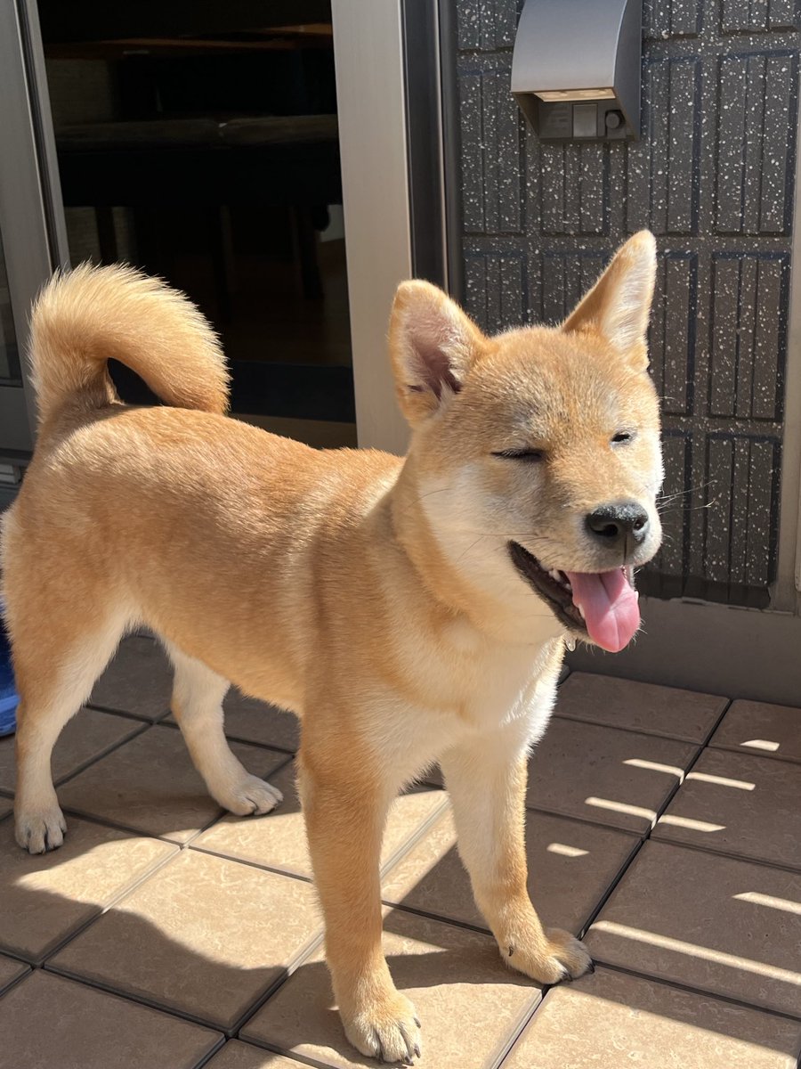 ShibainuAzu (@ShibainuAzu) / Posts / X