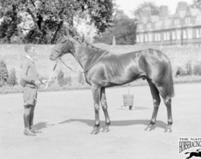 FLAMINGO🇬🇧1925 (FLAMBOYANT - LADY PEREGRINE BY WHITE EAGLE) #Flamingo B/Sir John Robinson🇬🇧1925 O/ Laurence Philipps, 1st Baron Milford T/ Jack Jarvis YERSAL 1,800 Gns 11-6-2-0 Spring S, Fulbourne S, National Breeders Produce S, Column Produce S, 2000 Guineas, Great Yorkshire S.