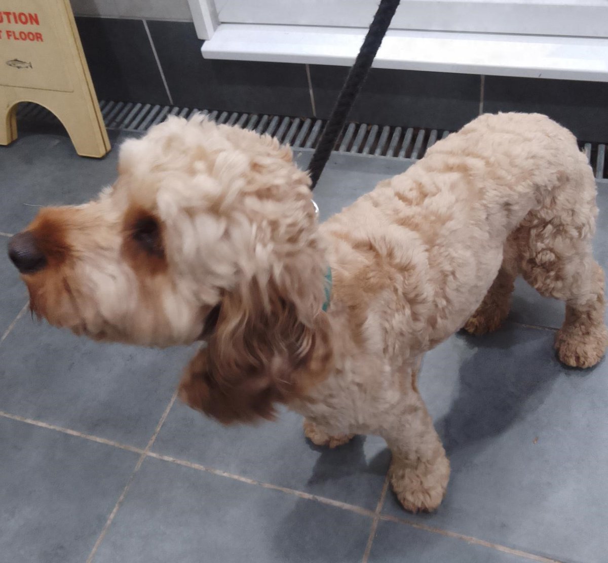 Please retweet to help FIND THE OWNER OR A RESCUE SPACE FOR THIS  STRAY DOG FOUND #CRANLEIGH #WAVERLEY  #GUILDFORD #SURREY #UK 
Male, Cockapoo, chip not registered. Found APRIL 17. Now in a council pound, he could be missing or stolen from another region, please share widely🐶✅