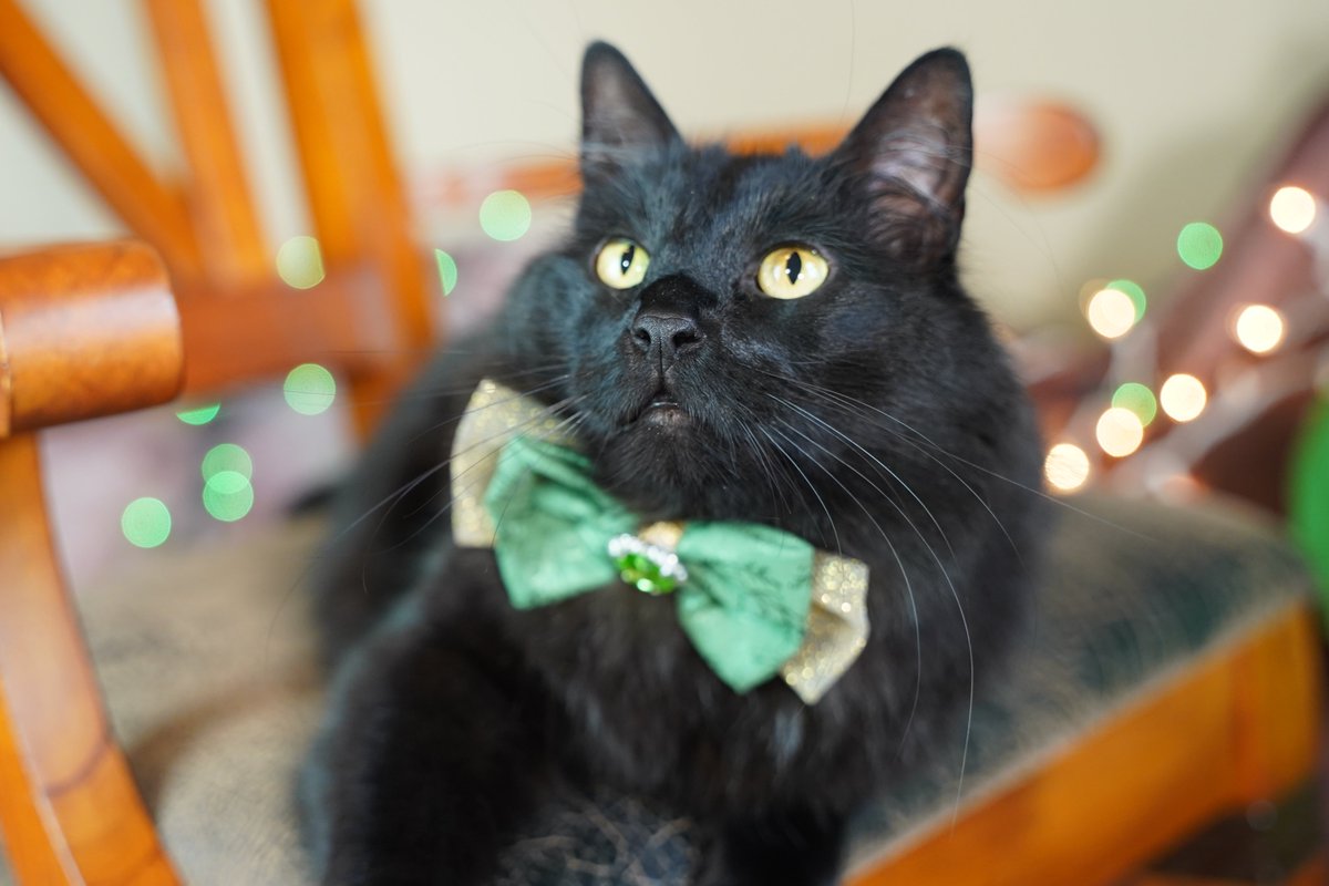 Wearin' green and havin' some nip on 4/20! #CatsofTwittter #CatsOfX #April20 #blackcats