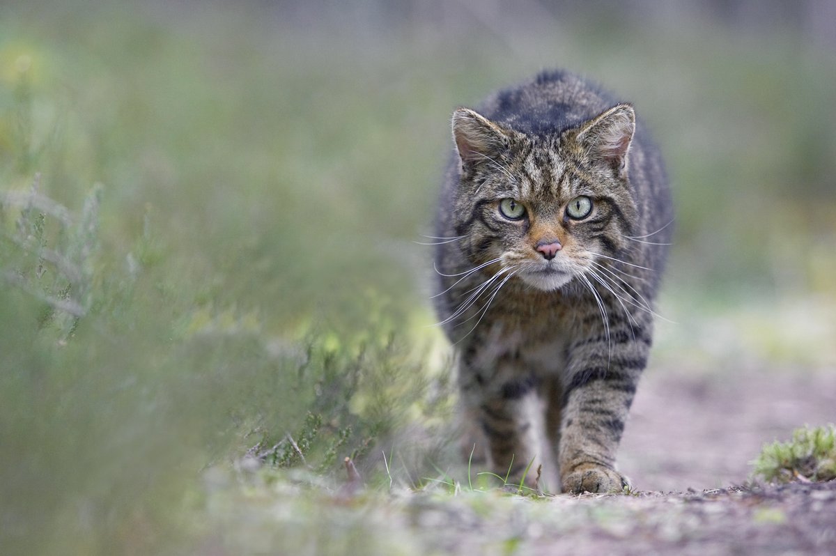 Following the release of wildcats into the @CairngormsCo landscape in June, @SaveOurWildcats have been tracking their movements using GPS radio collars 🐾 Find out more in the latest edition of Cairn, our residents magazine, at cairngorms.co.uk/magazine/ 📸 Peter Cairns