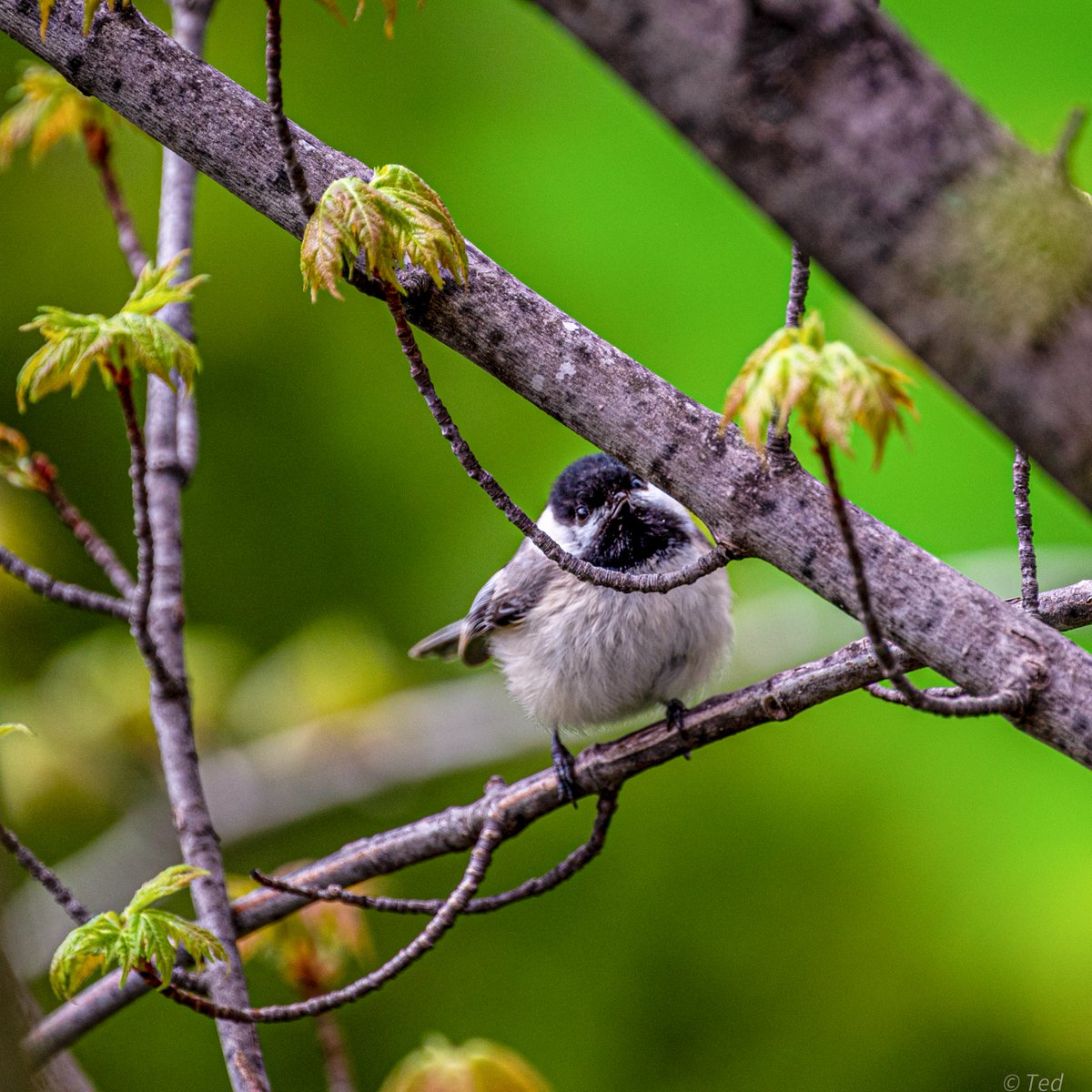 A Black-Capped Chickadee, looking back at me. 
Have a Delightful rest of the day everyone. ✌️
#Nature  #photographylovers  #Birdphotography