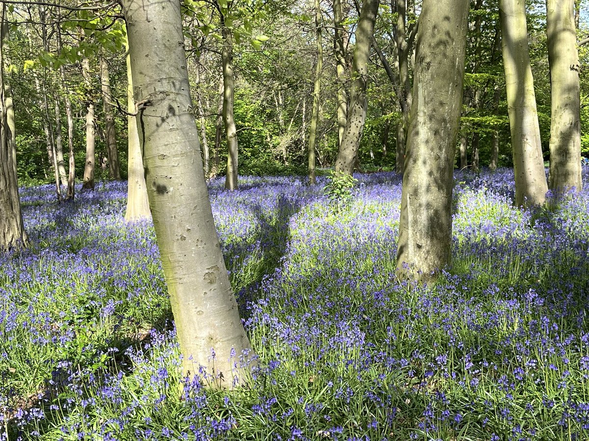 Bluebells in Wanstead Park (part of Epping Forest). 

I think they’re particularly beautiful this year