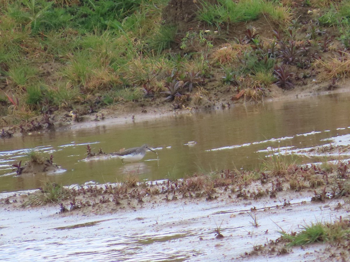 Green sandpiper in muddy waters at Waltham, near Cleethorpes, this morning @Lincsbirding