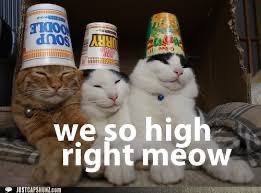 Happy Caturday 420