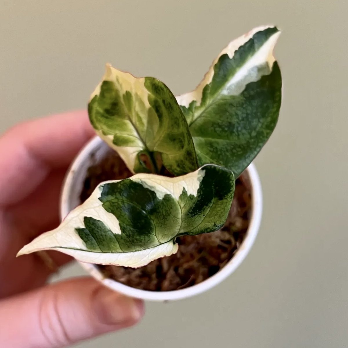 BlossmPlants's tweet photo. Syngonium T25 🌱 https://t.co/GzkL1K4hqA