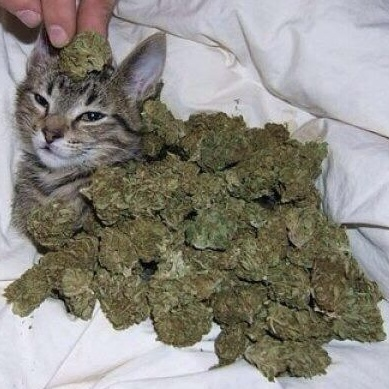 elverguex tweet media