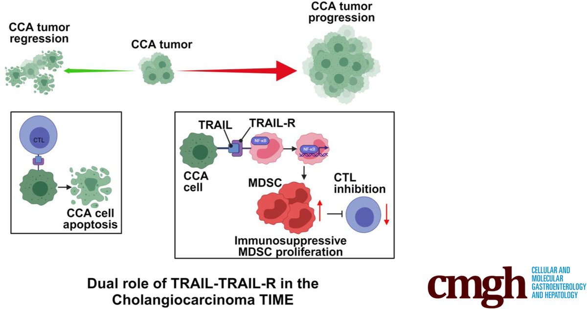 Study finds noncanonical TRAIL signaling promotes myeloid-derived suppressor cell abundance and tumor growth in #cholangiocarcinoma. 🌟 Learn more at ow.ly/q8nG50Ri9ra