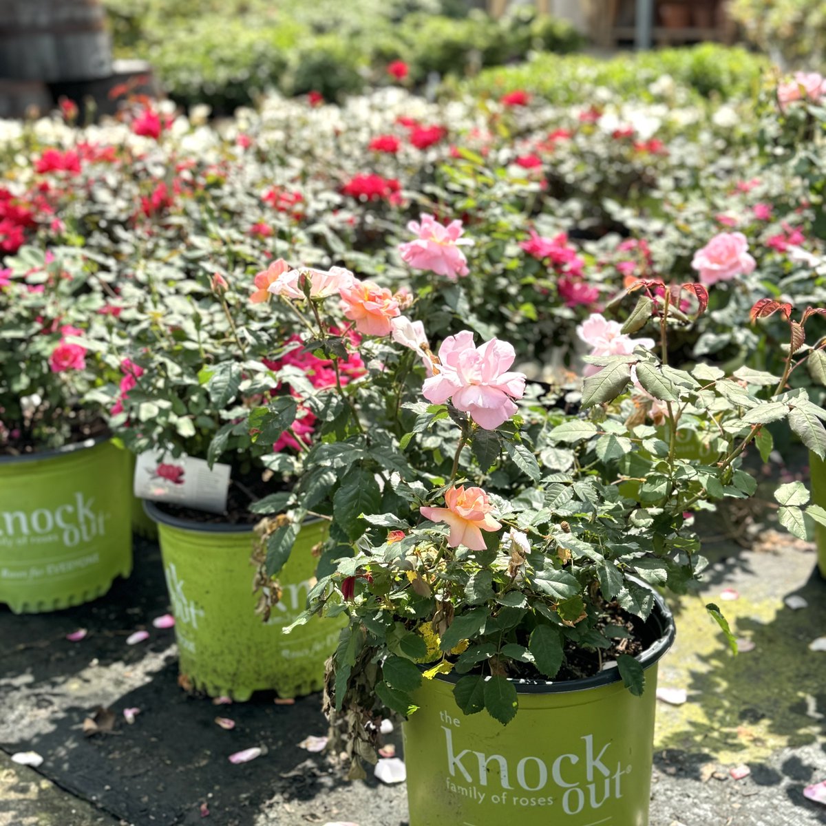 Our garden center is packed with beautiful shrubs and flowers of all varieties, including roses. We have old-fashion roses, knockouts, and drift roses. Let us take care of all of your gardening needs.

#AceOfGray #GardenCenter #SpringPlanting #Roses #ShopLocal...