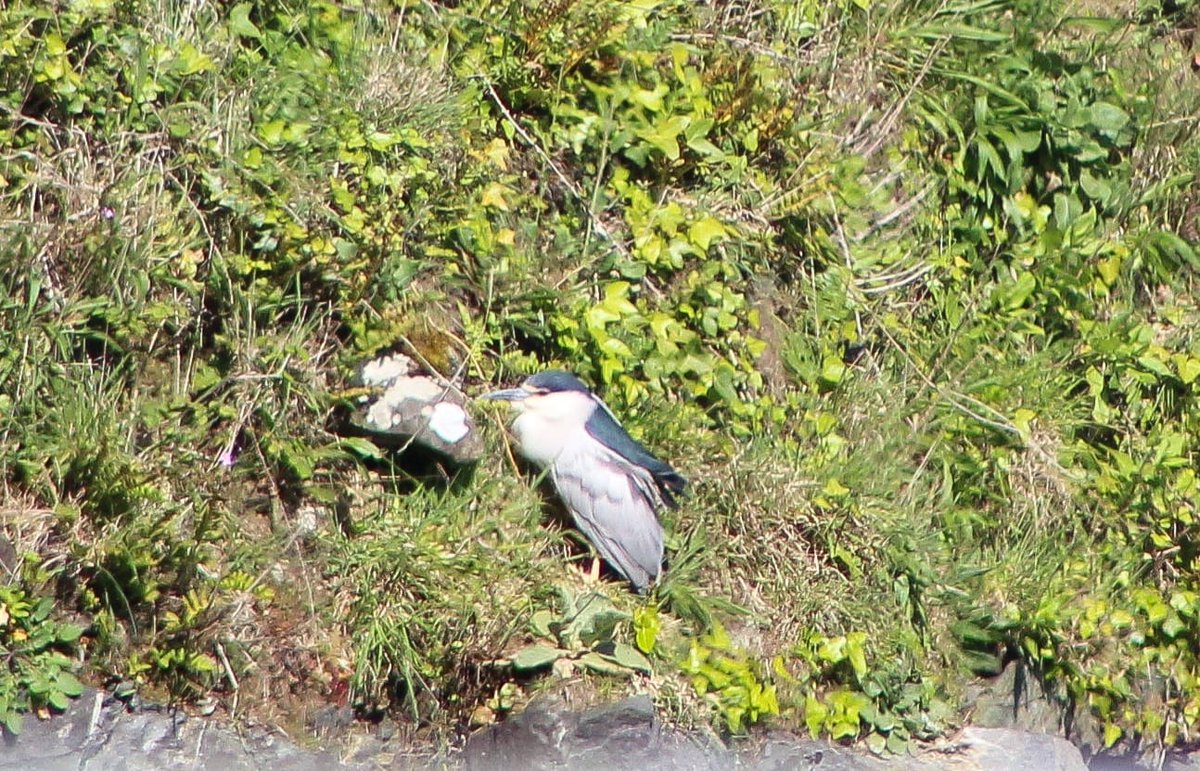 Hyped to see my first night heron - potentially the second record for Alderney, and my second grasshopper warbler! Great day at the Alderney Community Woodland:) 📷@niamh_mcdevitt @Britnatureguide #Alderney #channelislands