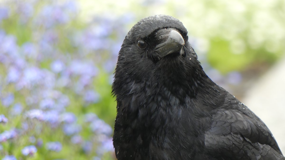 I know buddy, @crowmonthly came to town and she chose George's dad for crow of the day, and not you