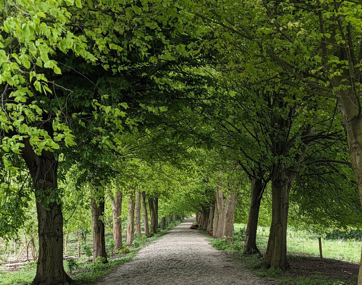 Afternoon walk - in between showers