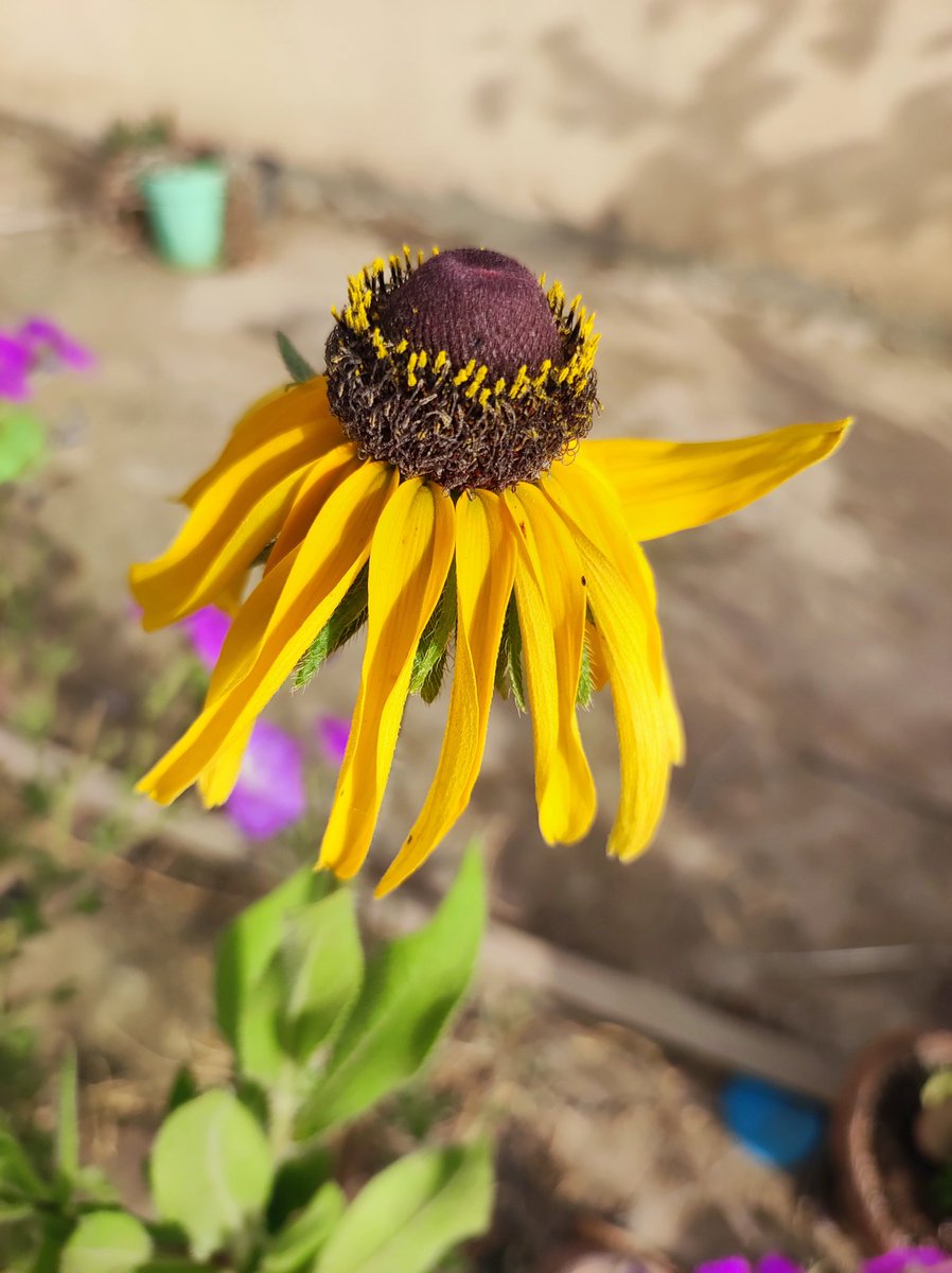 ردبكيا rudbeckia ، أو عيون سوسن السود black eyed  Susan 
ولو أن الاسم ده بيتقال على اكتر من نوع زهور مش بس الردبكيا.