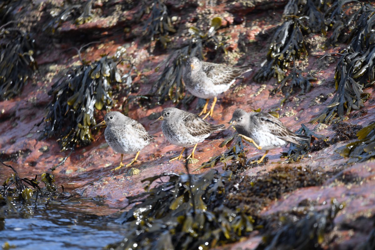 @LateForTheSky67 @Steveredwolf @birdcrazed6 @HamishCumming @sykesjeff @hertskingfisher @Aintright_bl9 @Natures_Voice @paulhayes55 @RSPBScotland @glenisilla @CheepBirds Saw these, pretty sure they are purple sandpipers, at North Berwick last weekend. #EastLothian #Nature #Birds