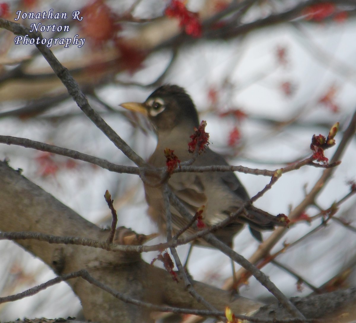jnorton3299's tweet photo. Bird on a Tree Branch
.
.
.
#minolta #minoltaphotography #minoltapro #bokeh #closeupphotography #depthoffield #birdphotography #landscapephotography #springphotography #springinMaine #Maine #mainephotography
.
.
. https://t.co/EhhQexYKcp