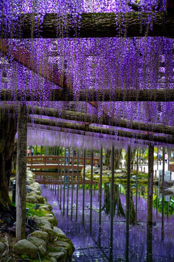 #藤の花
#藤
#wisteria
#wisteriaflowers
#津島
#天王川公園
#花
#flowers
#sigma
#sigmafp
#sigma90mmf28contemporary
#90mmf28dgdn