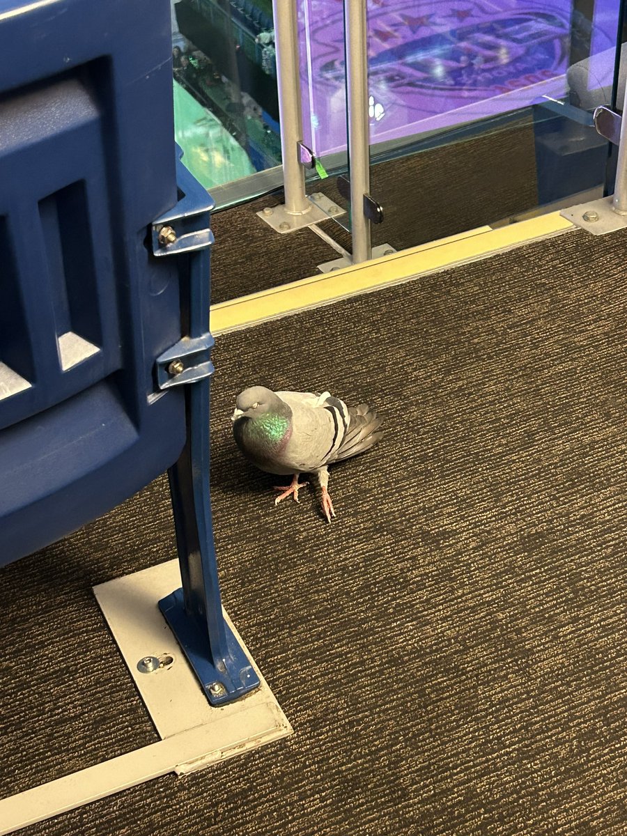 #BigKarl #POFW24 🐦