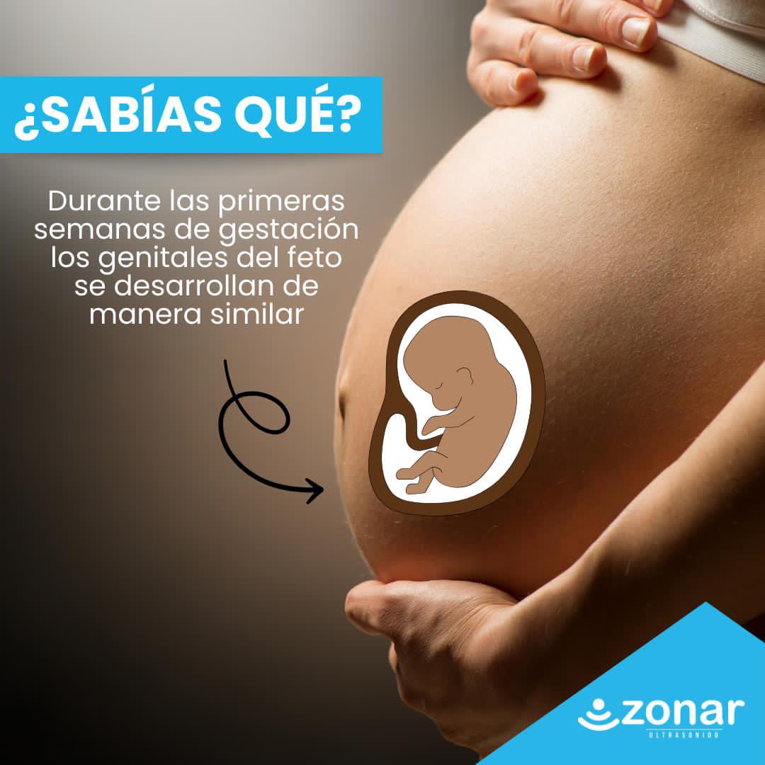 ZonarECO's tweet photo. Durante las primeras semanas de gestación, los genitales del feto están en proceso de formación y son muy pequeños y similares en apariencia entre ambos sexos. 

Aunque los cromosomas sexuales ya están determinados desde la concepción (XX para las niñas y XY para los niños), los https://t.co/kb1FENbw7b