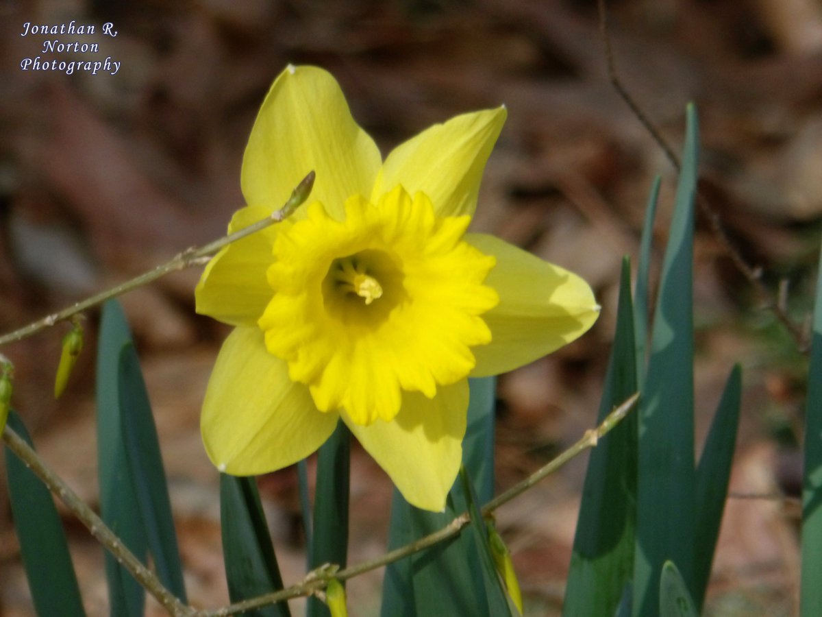 Daffodils in Bloom
.
.
.
#minolta #minoltaphotography #minoltapro #bokeh #closeupphotography #depthoffield #flowerphotography #landscapephotography #shadowphotography #springphotography #Maine #mainephotography #springtimeinMaine #daffodils #shadows
.
.
.