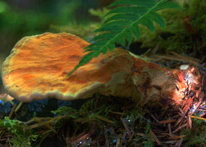 He's a Real Fungi!

Fungus in Cathedral Grove.
(c) 2009 - Ken Plumbly

#fungus
#fungusphotography
#mushrooms
#mushroomphotography
#mushroomphotos
#fungusphotos
#nature
#naturephotography
#naturephotographer
#naturephotos
#photos 
#photography
#photographerlife
#pentax