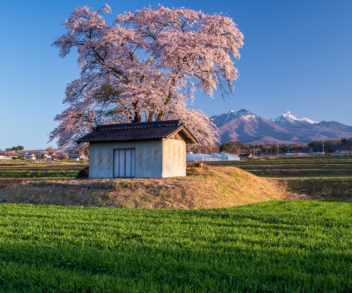 八ヶ岳を望む一本桜

北杜市にて以前撮影

#桜 #八ヶ岳 #一本桜