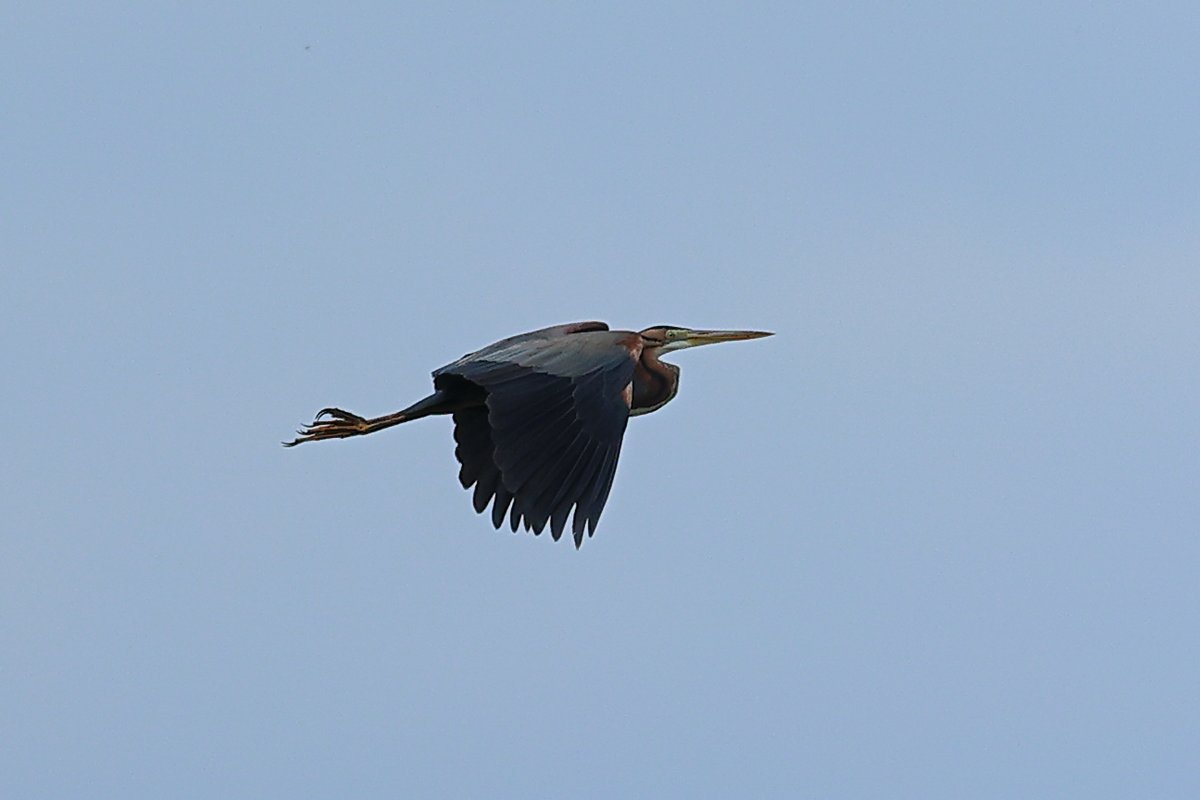 Purple Heron at Llangorse lake .