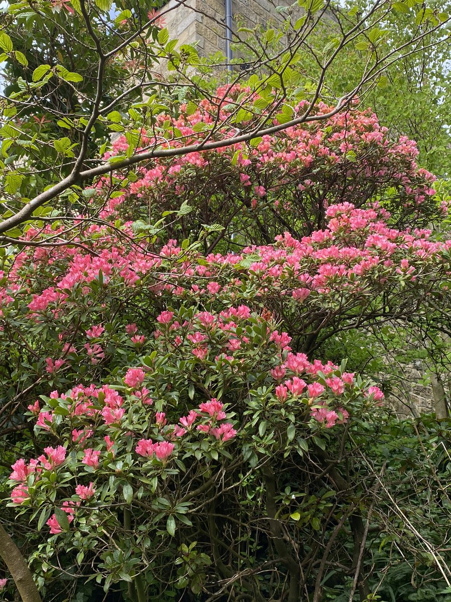 The Pieris and Cercidiphyllum are untouched by the two recent frosts but the top most rhododendron flowers have suffered some damage. #fairviewyearround