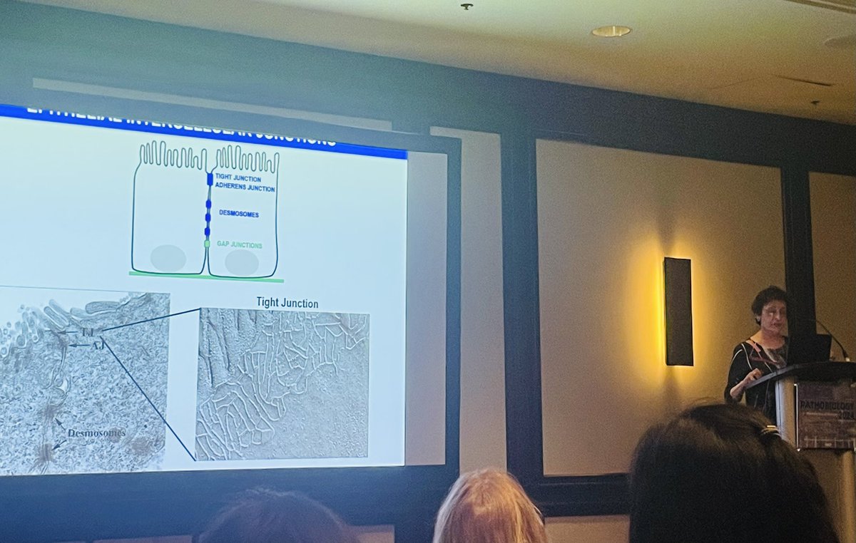 Dr. Nusrat my mentor for the past 15 years delivering her well deserved Rhous-Whipple Award Lecture 2024  <a href="/ASIPath/">American Society for Investigative Pathology</a> on her life work on epithelial junction biology.