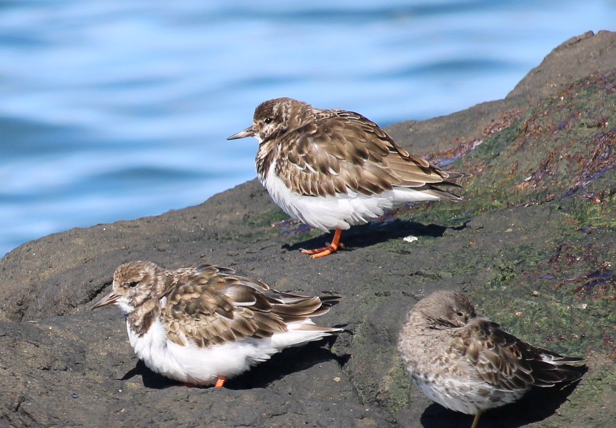 Turnstones showing why they are my favourite sea birdie with their underrated cuteness…
@Steveredwolf @birdcrazed6 @HamishCumming 
@sykesjeff @hertskingfisher @Aintright_bl9 @Natures_Voice @paulhayes55 @RSPBScotland @glenisilla @CheepBirds #EastLothian #Nature #Birds #Cockenzie