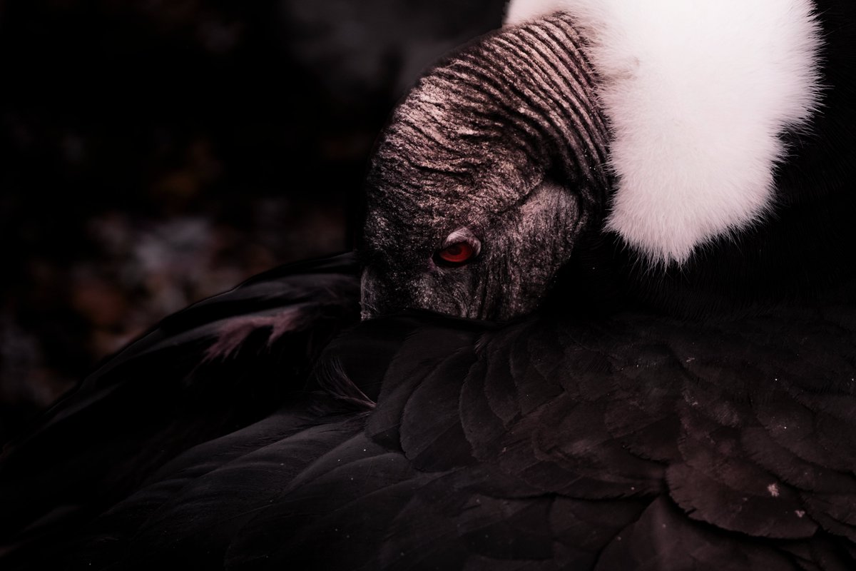 Andean condor